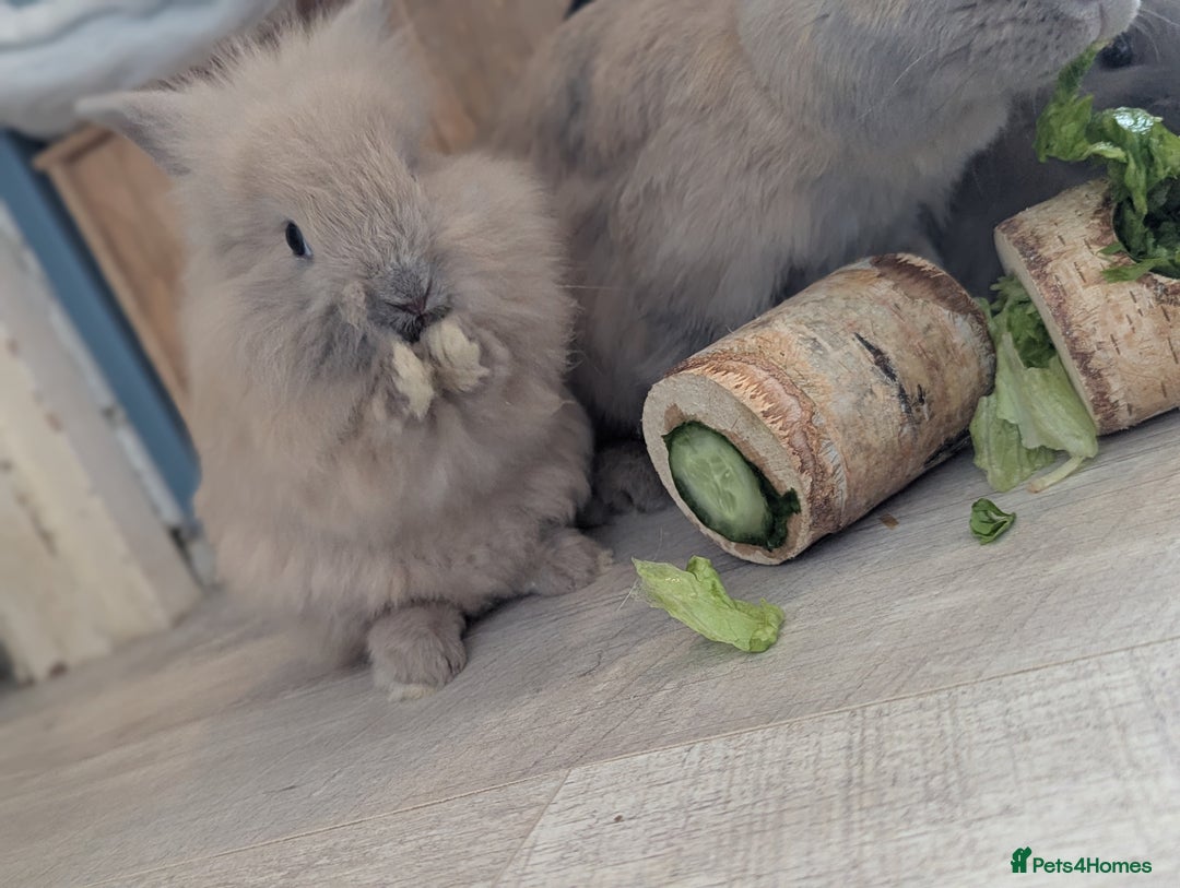 Mixed Breed rabbits for sale: 2 beautiful baby rabbits - Image 5