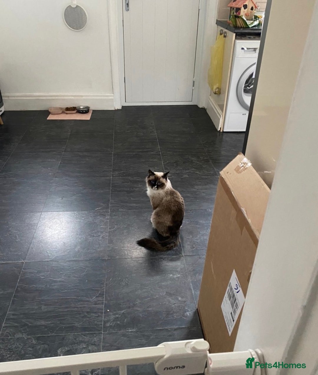 Ragdoll cats for sale: Ragdoll mixed breed kittens  - Advert 3