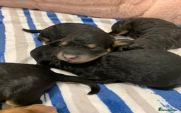 Cockapoo dogs for sale: F1 & F1b puppies. Health tested.  - Image 3