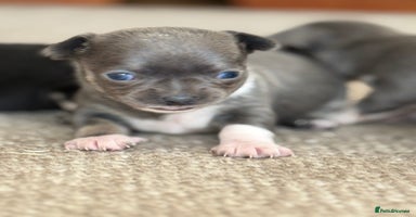 Chihuahua dogs - Advert 3