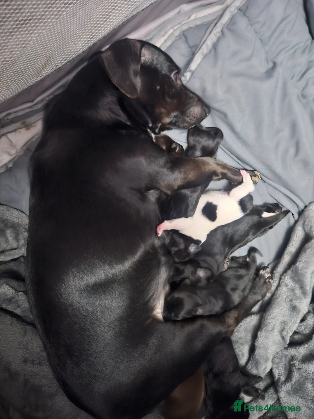 Patterjack dogs for sale: patterjack puppies 3 boys 2 girls  - Advert 2