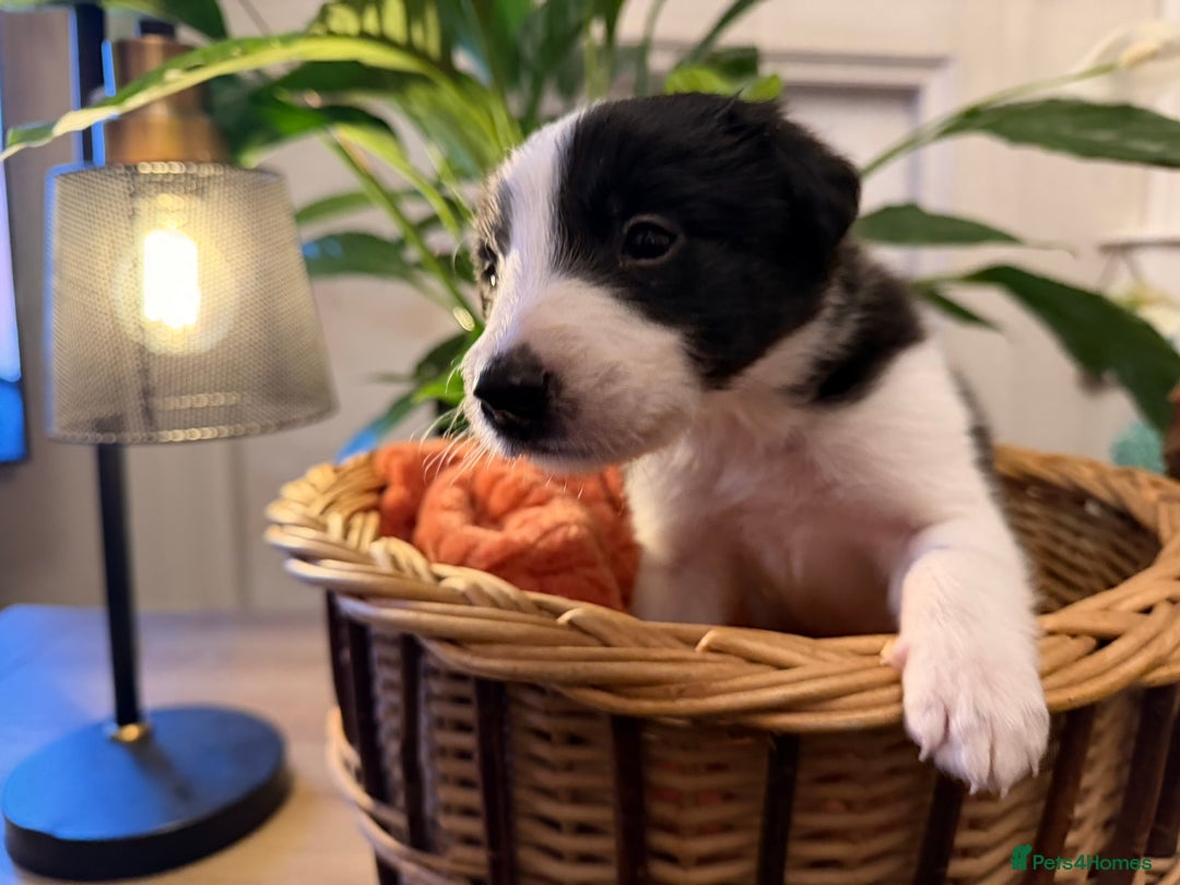 Border Collie dogs for sale: Pure Breed Boarder Collie Pups - Image 10