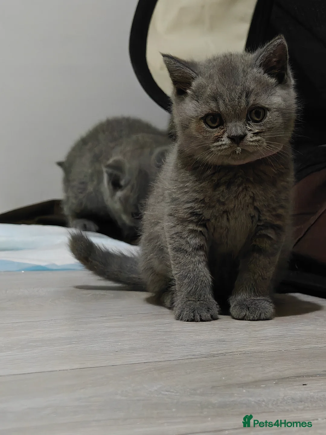 British Shorthair cats for sale: Beautiful British Shorthair Kittens – Famiy Raised in Thornton Heath - Advert 2