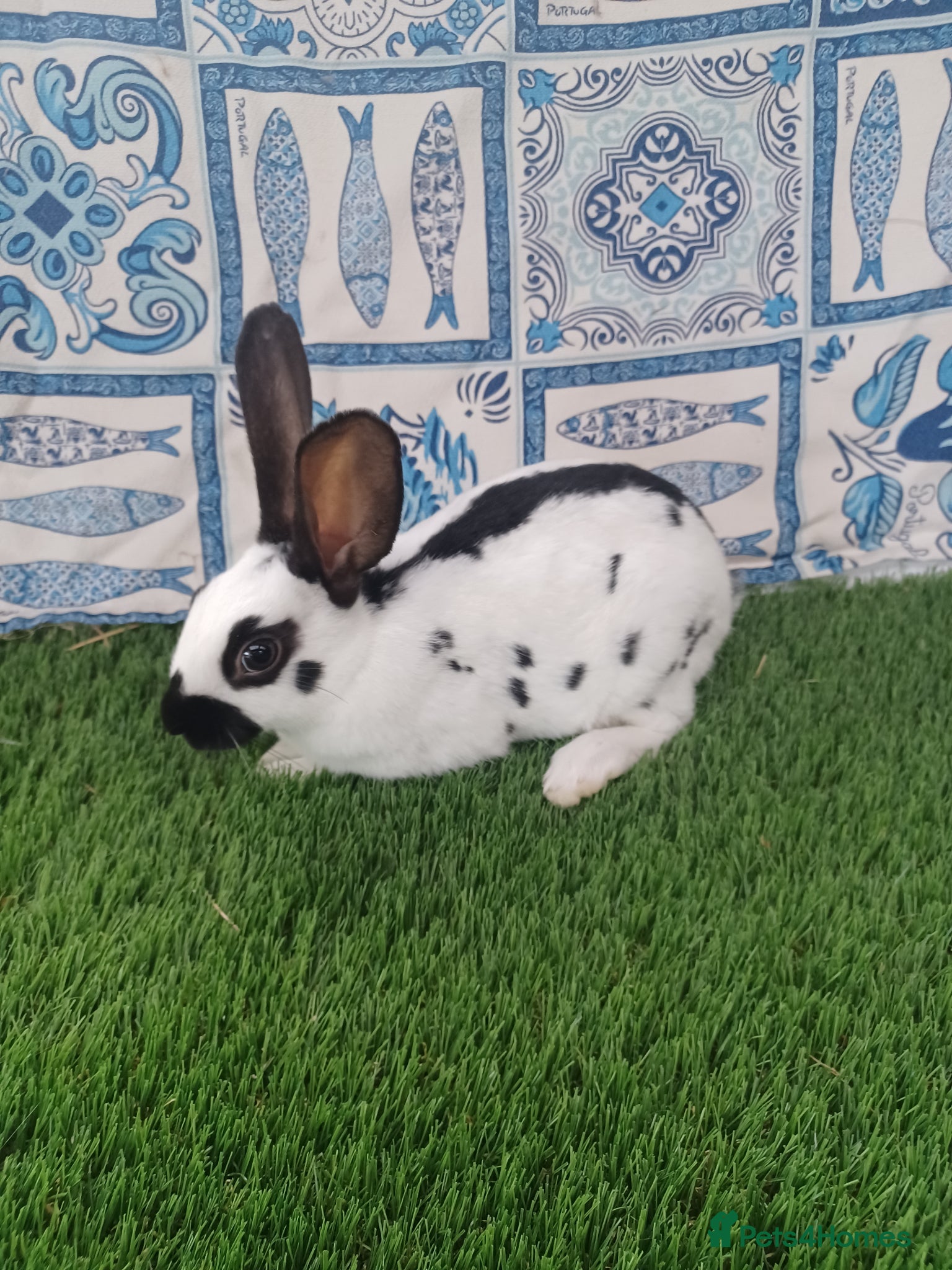 English rabbits Hand reared baby English rabbits - ready soon! - Advert 1