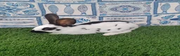 English rabbits for sale: Hand reared baby English rabbits - ready soon! - Advert 4