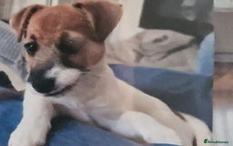 Jack Russell dogs for sale: Jack Russell puppies - Advert 8