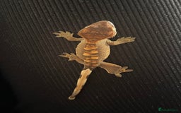 Gecko reptiles for sale: Baby Crested Geckos - Image 1