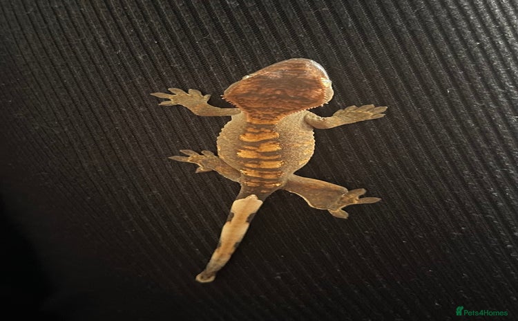 Gecko reptiles - Advert 1