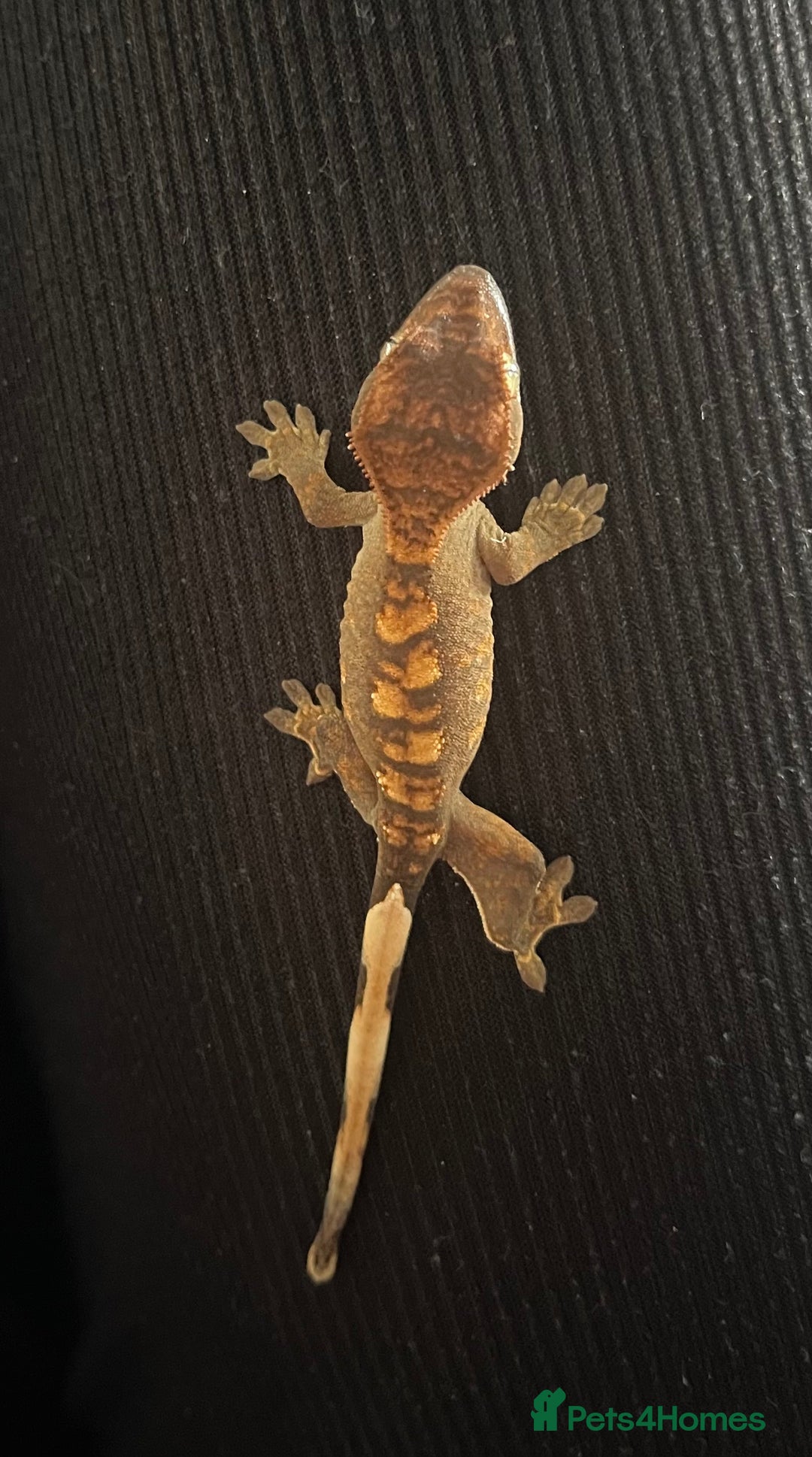 Gecko reptiles for sale: Baby Crested Geckos - Image 1