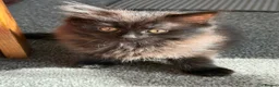 Mixed Breed cats for sale: Kittens for good homes - Advert 23