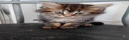 Mixed Breed cats for sale: Kittens for sale - Advert 21