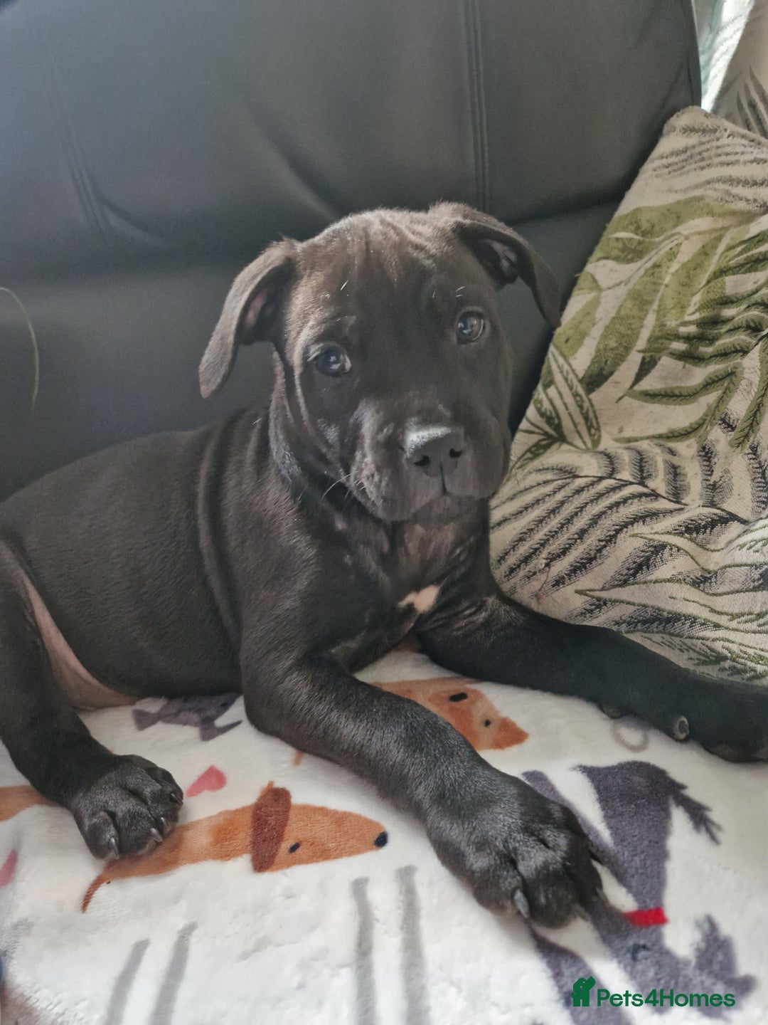 Staffordshire Bull Terrier dogs for sale: Beautiful Staffy Girl - Image 2