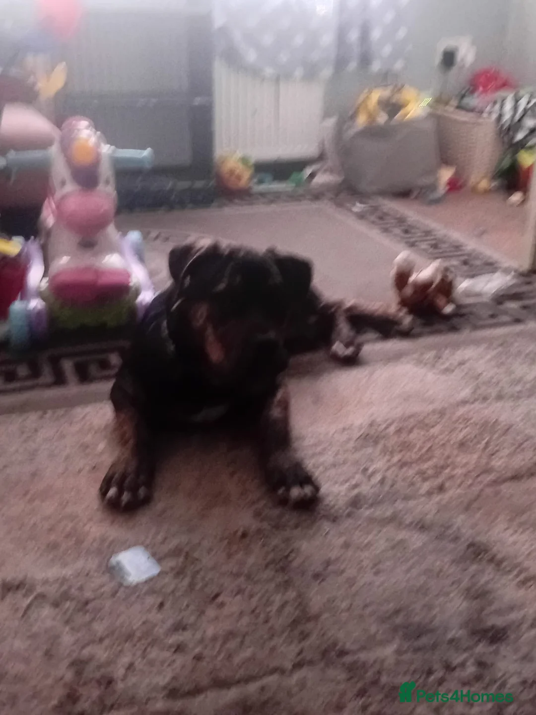 Alapaha Blue Blood Bulldog dogs for sale: Alapaha blue blood bulldog in Tipton - Advert 5