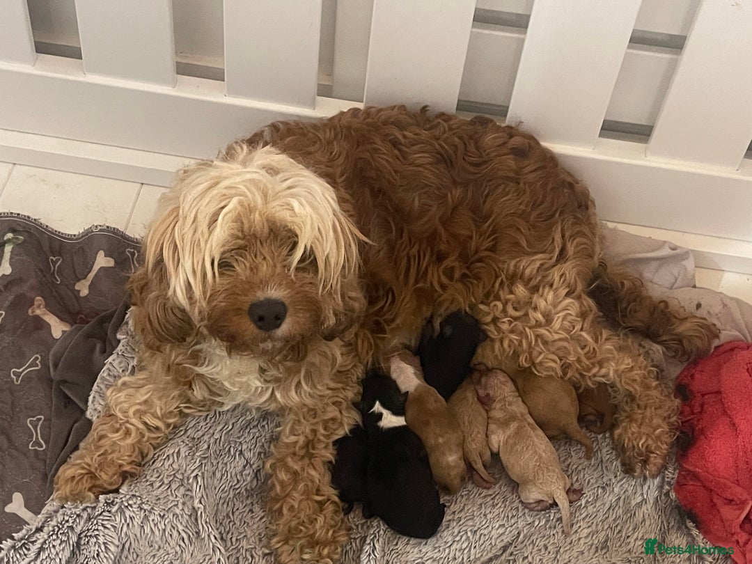 Cavapoo dogs for sale: ❤️ F1B CAVAPOOS 5* health checked ❤️ - Image 22