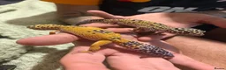 Leopard Gecko reptiles for sale: 2 female leopard geckos - Advert 3
