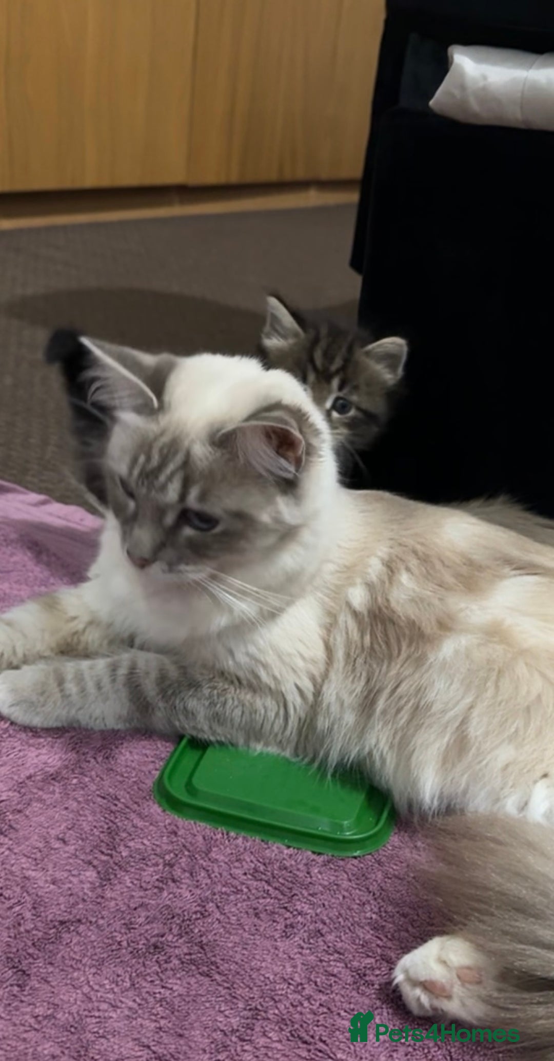 Ragdoll cats for sale: Ragdoll kitten (Girl)  - Image 4