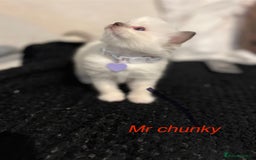 Ragdoll cats for sale: Bella’s ragdoll kittens ready December  - Image 1