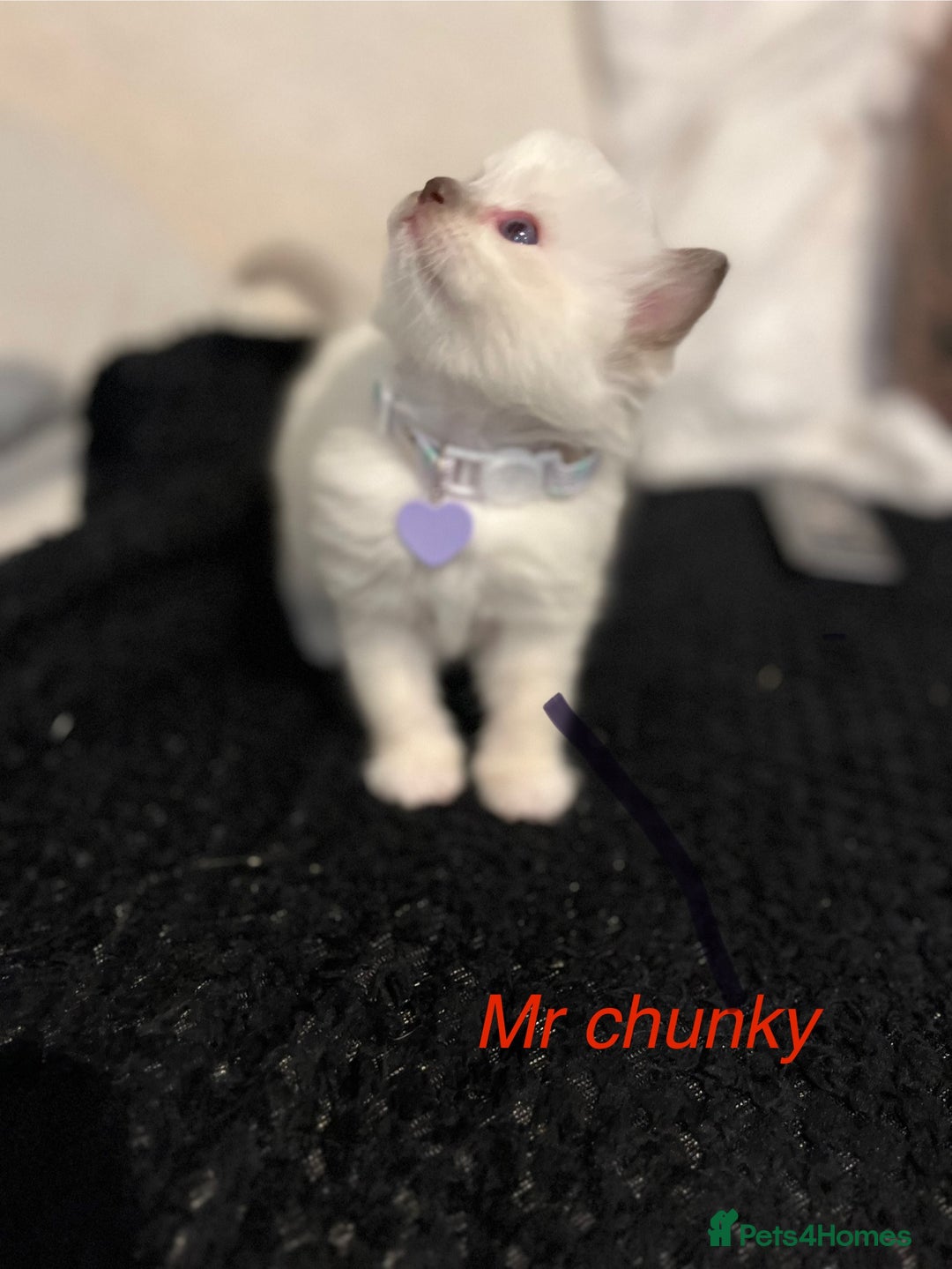 Ragdoll cats for sale: Bella’s ragdoll kittens ready December  - Image 1