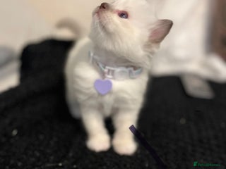 Ragdoll cats Bella’s ragdoll kittens ready December - Advert 10