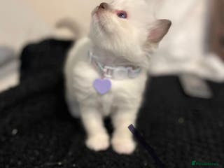 Ragdoll cats Bella’s ragdoll kittens ready December - Advert 14