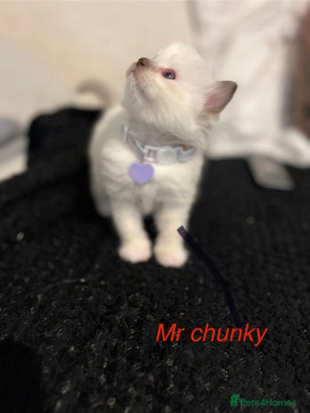 Ragdoll cats - Advert 2