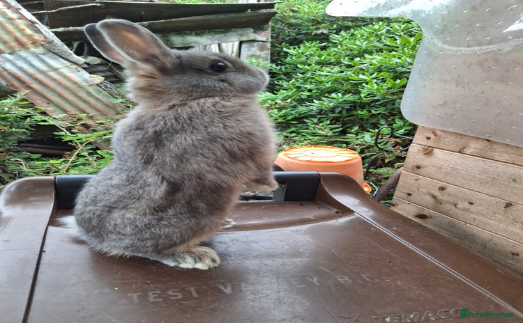 Netherland Dwarf rabbits - Advert 6