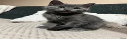 Mixed Breed cats for sale: Beautiful Grey kittens looking for a home  - Advert 7