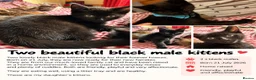 Mixed Breed cats for sale: Two adorable little boys  - Advert 1