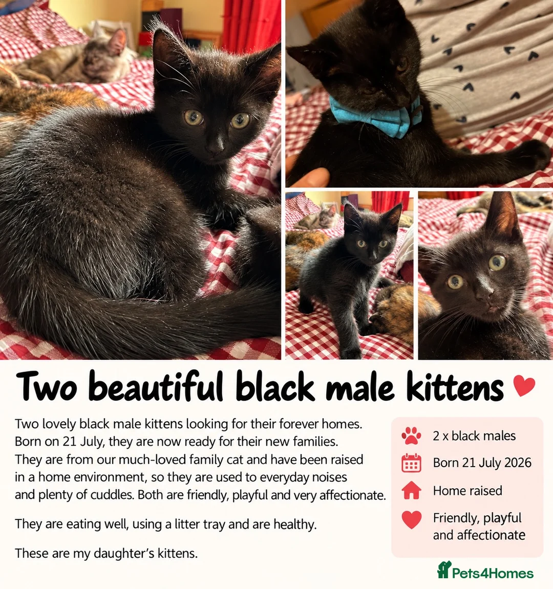 Mixed Breed cats for sale: Two adorable little boys  - Advert 1