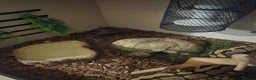 Python Snake reptiles for sale: Ball Python for rehoming - Advert 3