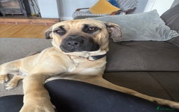 Mixed Breed dogs for sale: Rehoming in Lincoln - Image 7