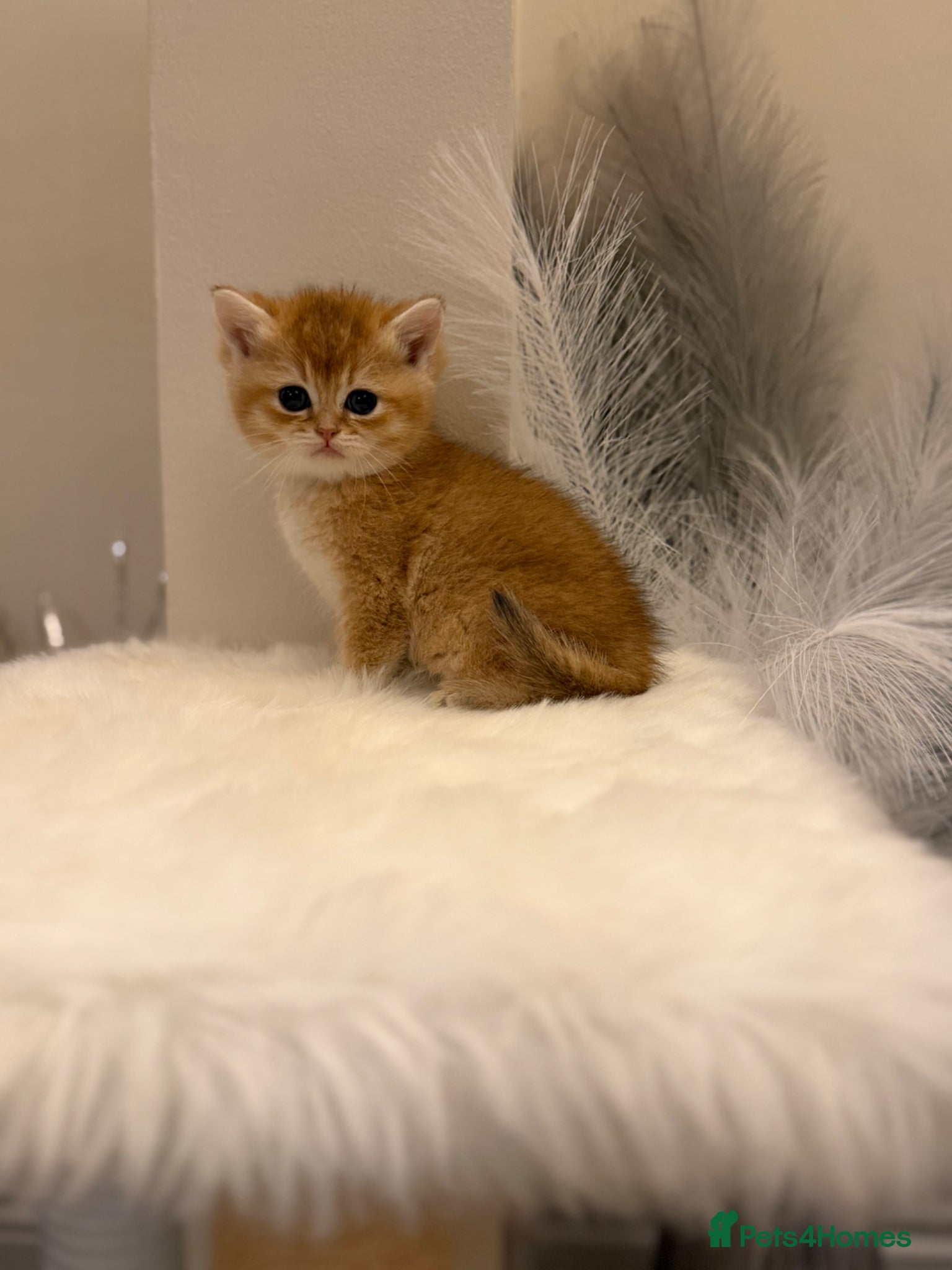 British Shorthair cats Golden & Silver BSH. 100% Pure pedigree Registered - Advert 1
