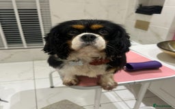 Cavapoo dogs for sale: Waiting list open for cavapoo puppies  - Image 7