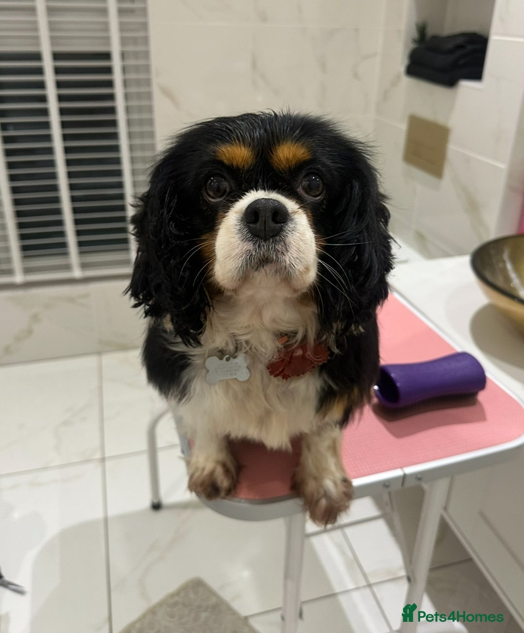 Cavapoo dogs for sale: Waiting list open for cavapoo puppies  - Image 7