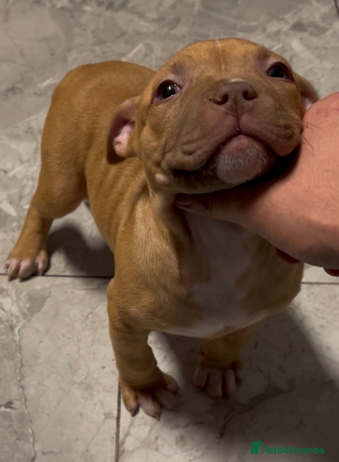 American Bull Staffy dogs for sale: Amazing Girl.  - Advert 1