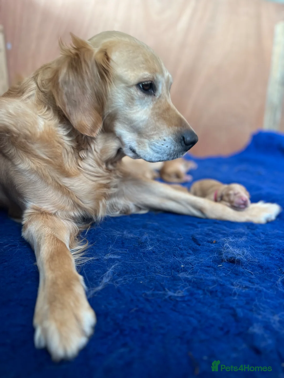 Golden Retriever dogs for sale: KC Golden Retriever litter in Malvern - Advert 1