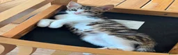 Mixed Breed cats for sale: READY FOR LOVING HOME - Advert 6