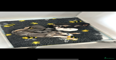 Miniature Dachshund dogs Long haired miniature dachshund  - Advert 4