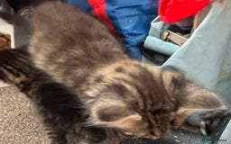 Mixed Breed cats for sale: 3x tuxedo 1x all black kittens - Image 30