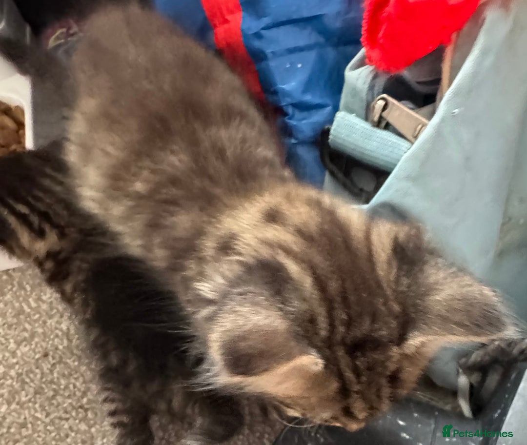 Mixed Breed cats for sale: 3x tuxedo 1x all black kittens - Image 30