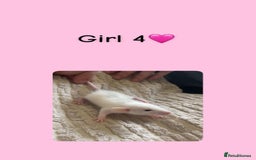 Rat rodents for sale: Beautiful baby rats looking for forever homes! - Image 4