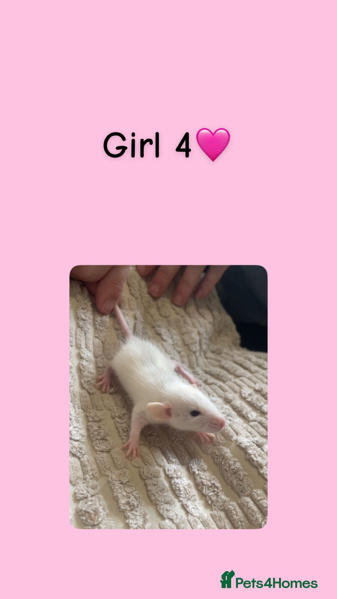 Rat rodents for sale: Beautiful baby rats looking for forever homes! - Image 4