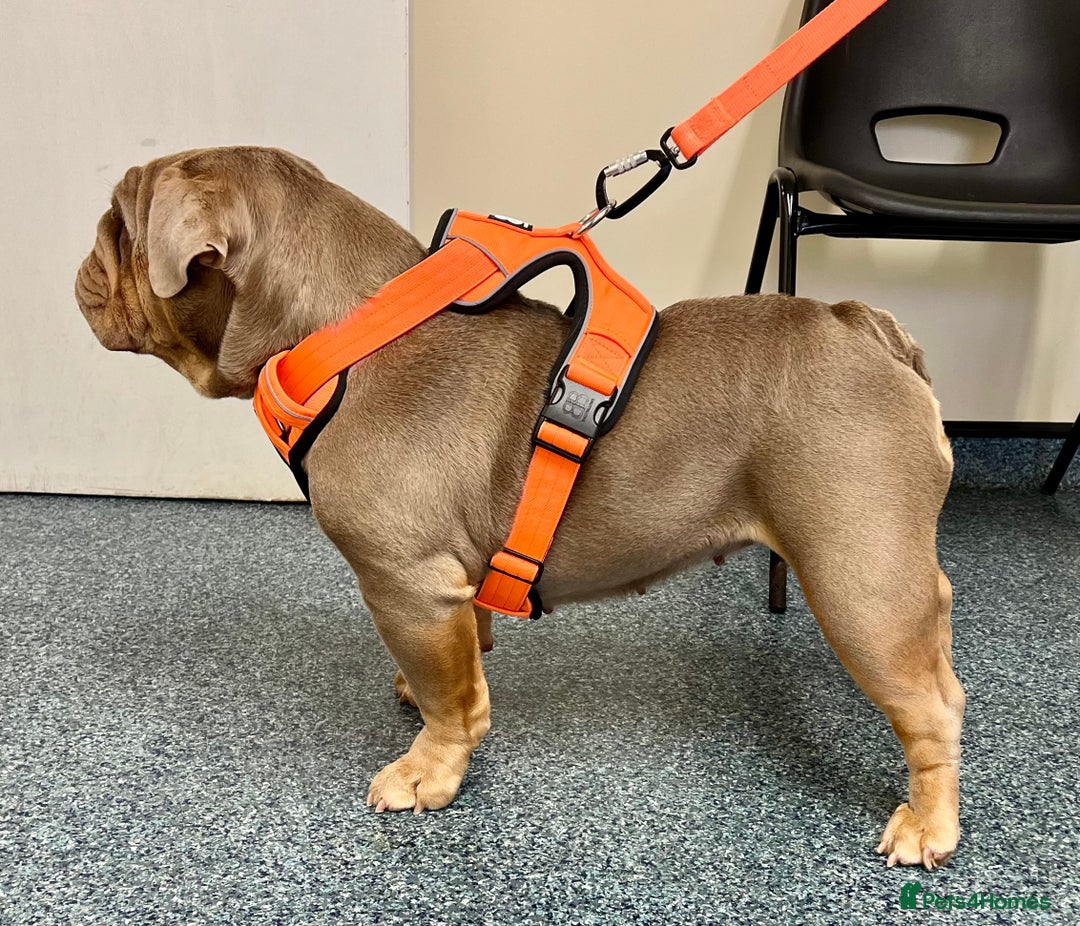 English Bulldog dogs for sale: QUALITY ENGLISH BULLDOG PUPPIES - Image 17