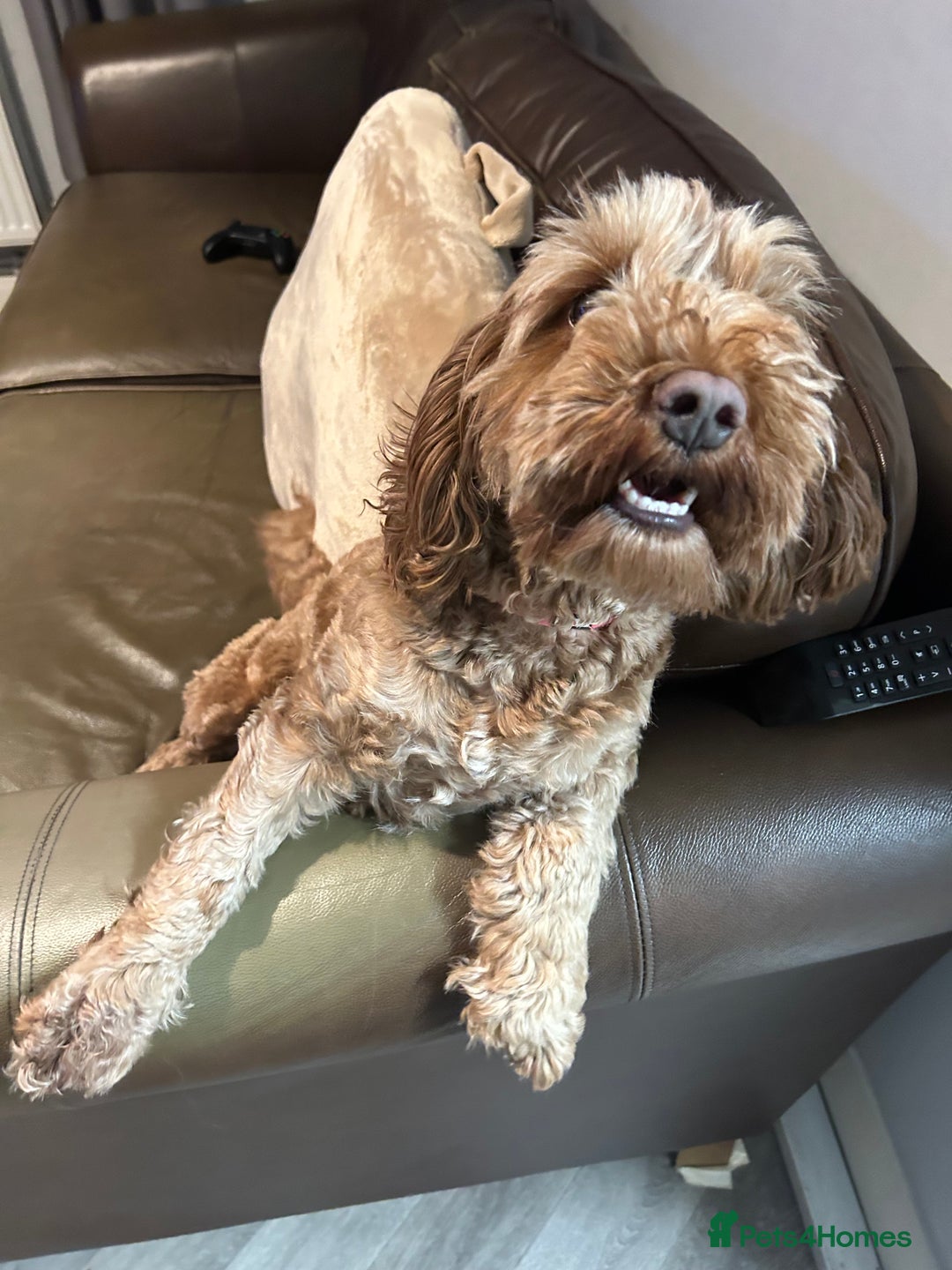Mixed Breed dogs for sale: Cockapoo cross Poochon  - Image 12