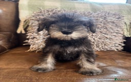 Miniature Schnauzer dogs for sale: Miniature Schnauzer Puppies  - Image 5
