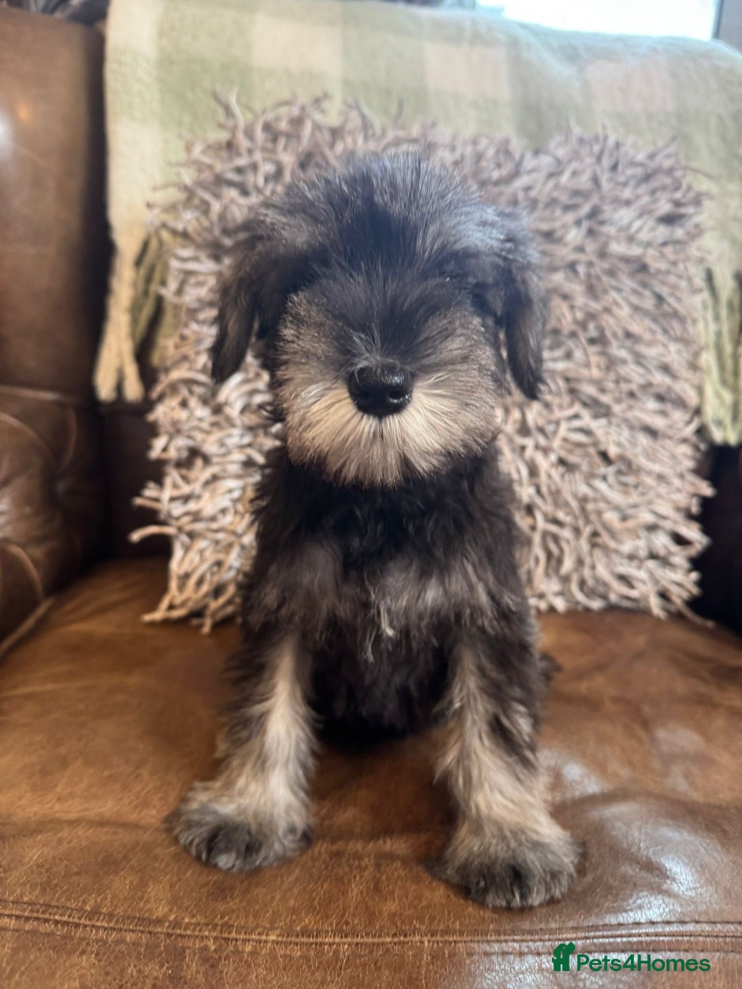Miniature Schnauzer dogs for sale: Miniature Schnauzer Puppies  - Image 5