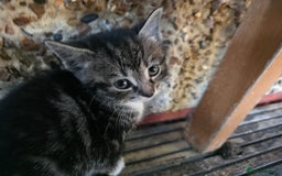 Mixed Breed cats for sale: Cute Kittens for sale (ASAP) - Image 15