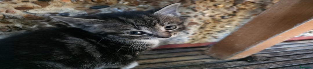 Mixed Breed Kitten 5