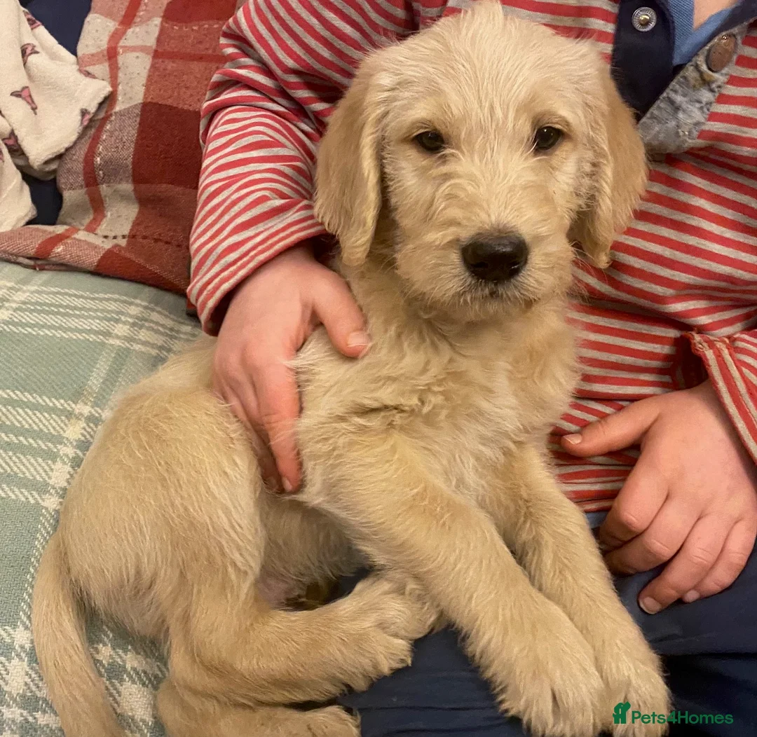 Labradoodle dogs for sale: Standard size labradoodle litter  - Advert 9