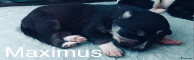 Maximus